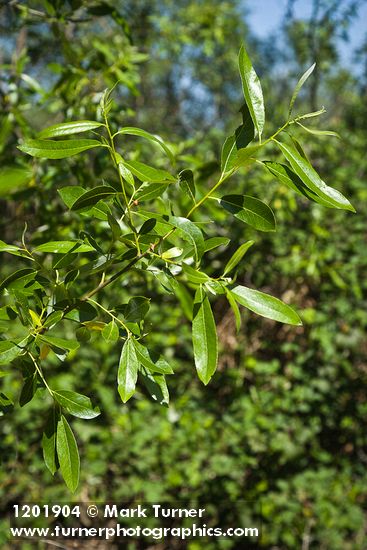 Salix laevigata