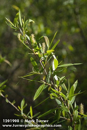 Salix gooddingii