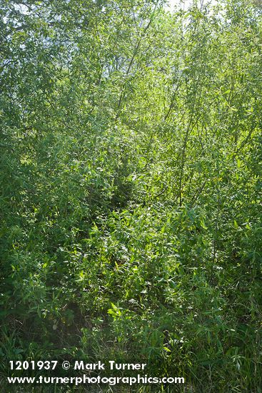 Salix lasiolepis