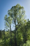 Gooding's Willow
