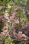 Desert Peach blossoms & foliage