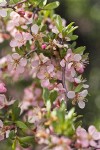 Desert Peach blossoms & foliage