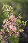 Desert Peach blossoms & foliage