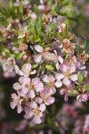 Desert Peach blossoms & foliage