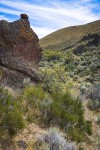 Mormon Tea, Bitterbrush, Sagebrush in Wendel Canyon