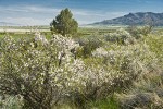 Klamath Plum