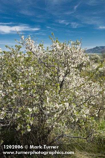 Prunus subcordata