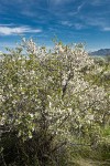 Klamath Plum