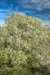 Klamath Plum