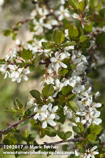 Prunus subcordata