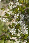 Klamath Plum blossoms & foliage