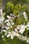 Klamath Plum blossoms & foliage detail