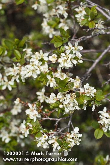 Prunus subcordata