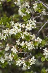 Klamath Plum blossoms & foliage