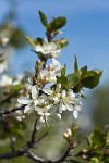 Klamath Plum blossoms & foliage