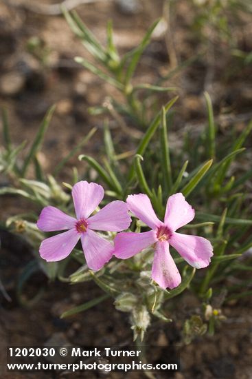 Phlox aculeata