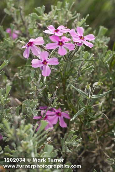 Phlox aculeata