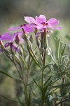 Sagebrush Phlox blossoms & folaige detail
