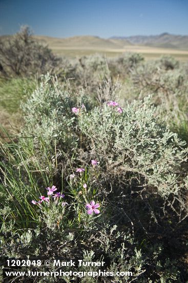 Phlox aculeata