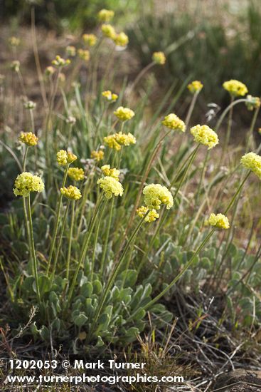 Eriogonum ochrocephalum