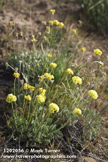 Eriogonum ochrocephalum