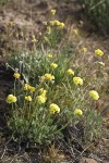 Ochre-headed Buckwheat