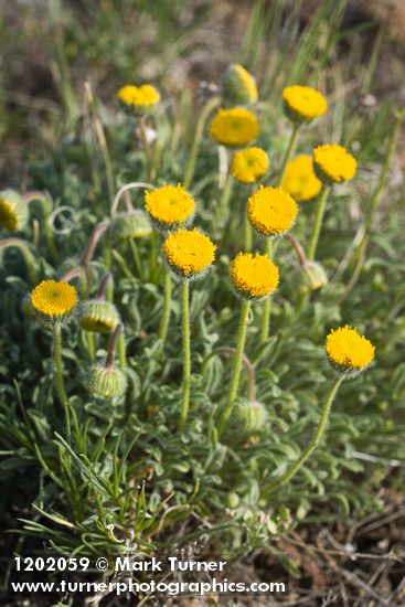 Erigeron bloomeri