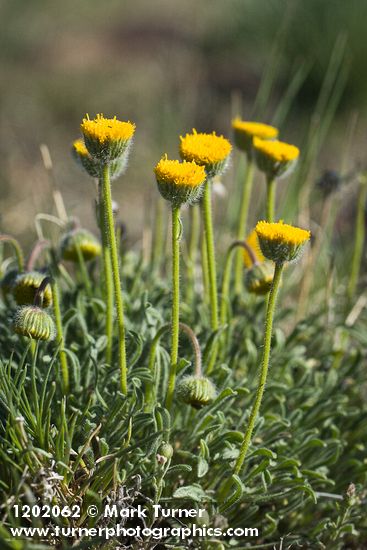 Erigeron bloomeri