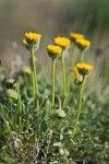 Scabland Fleabane