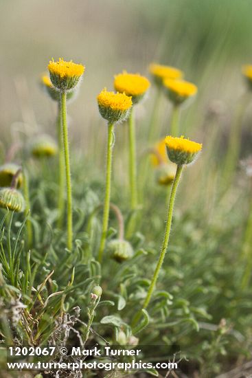 Erigeron bloomeri