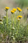 Scabland Fleabane