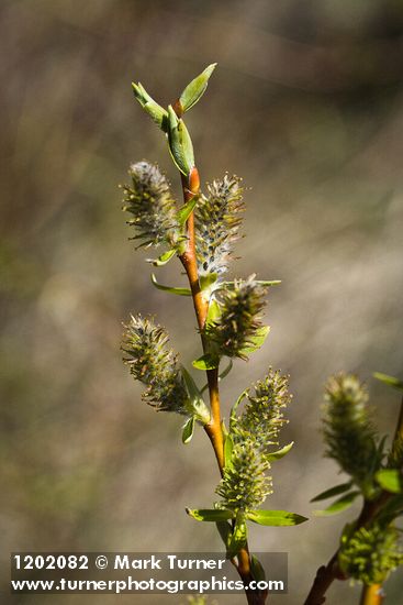 Salix prolixa