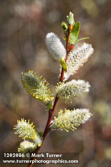 Salix prolixa