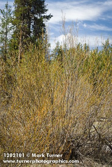 Salix lemmonii