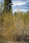 Lemmon's Willow (male)