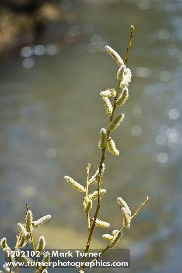 Salix lemmonii