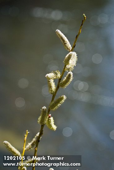 Salix lemmonii