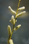 Lemmon's Willow male catkins