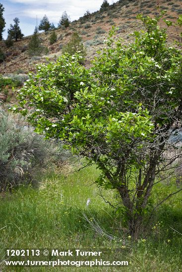 Crataegus castlegarensis