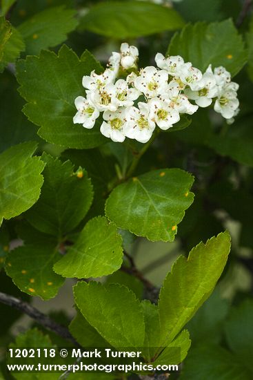 Crataegus castlegarensis