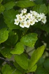 Castlegar Hawthorn blossoms & foliage detail