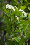 Castlegar Hawthorn blossoms & foliage
