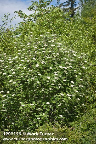 Sorbus aucuparia