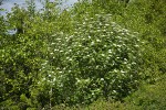 European Mountain-ash