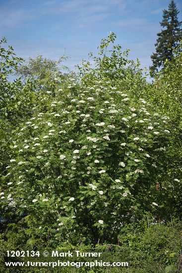 Sorbus aucuparia