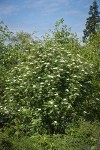 European Mountain-ash