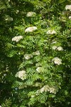 European Mountain-ash blossoms & foliage