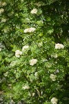 European Mountain-ash blossoms & foliage