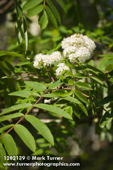 Sorbus aucuparia