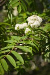 European Mountain-ash blossoms & foliage